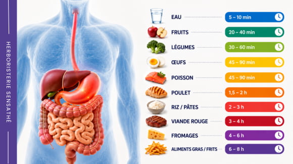 Temps moyen de digestion des aliments dans le système digestif humain - Herboristerie Sensathé Temps moyen de digestion des aliments dans le système digestif humain - Herboristerie Sensathé